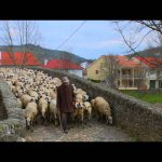 90 segundos com a raça ovina Churra Galega Bragançana